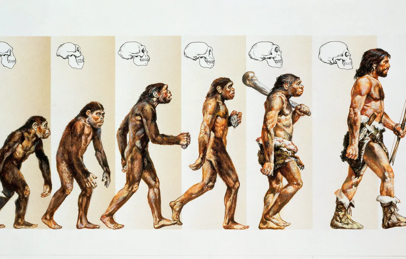 Photo wallpaper people, art, monkey, Stages of human evolution, From monkey to man, Human evolution, Anthropogenesis