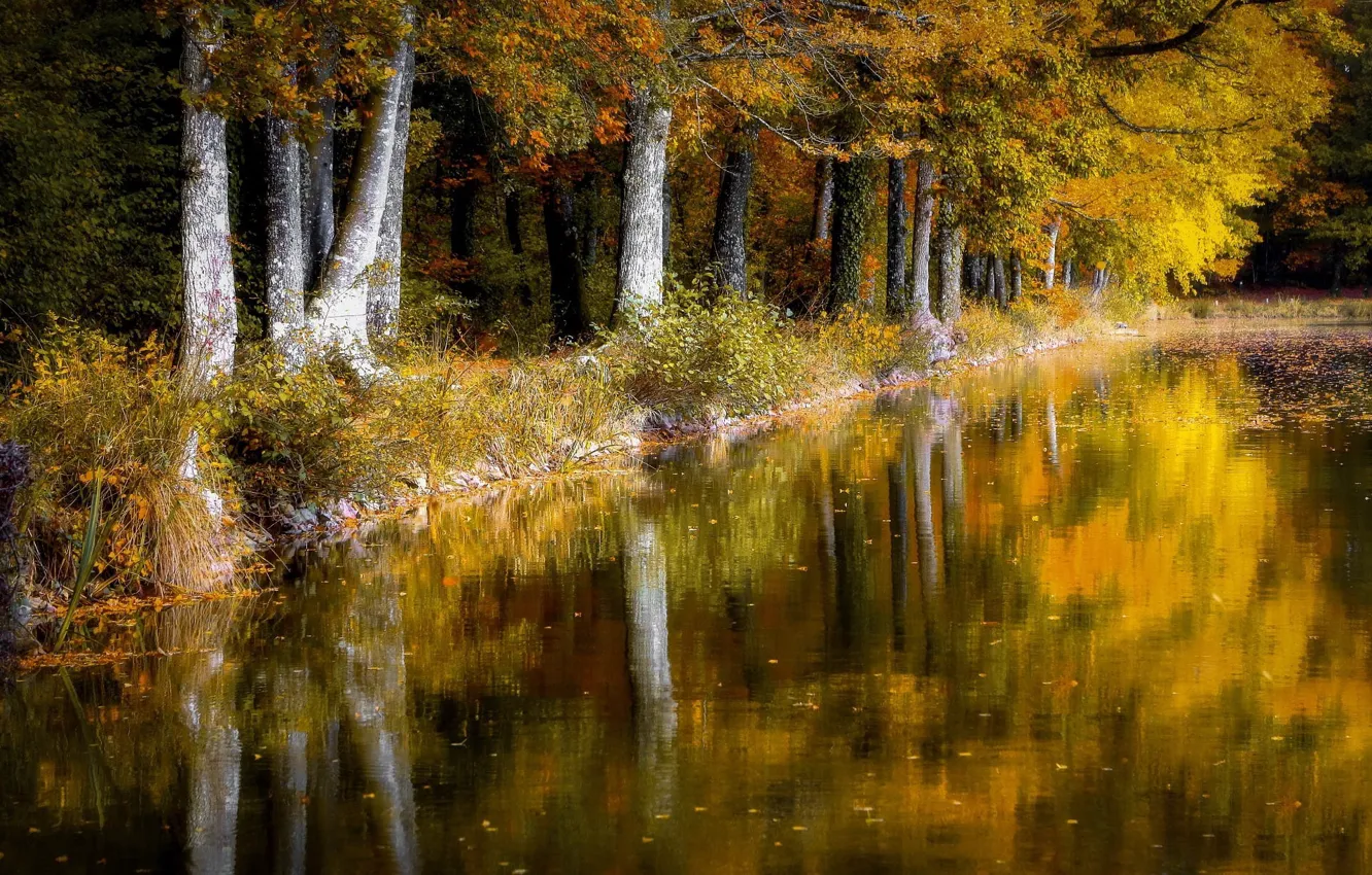 Photo wallpaper pond, Park, trees