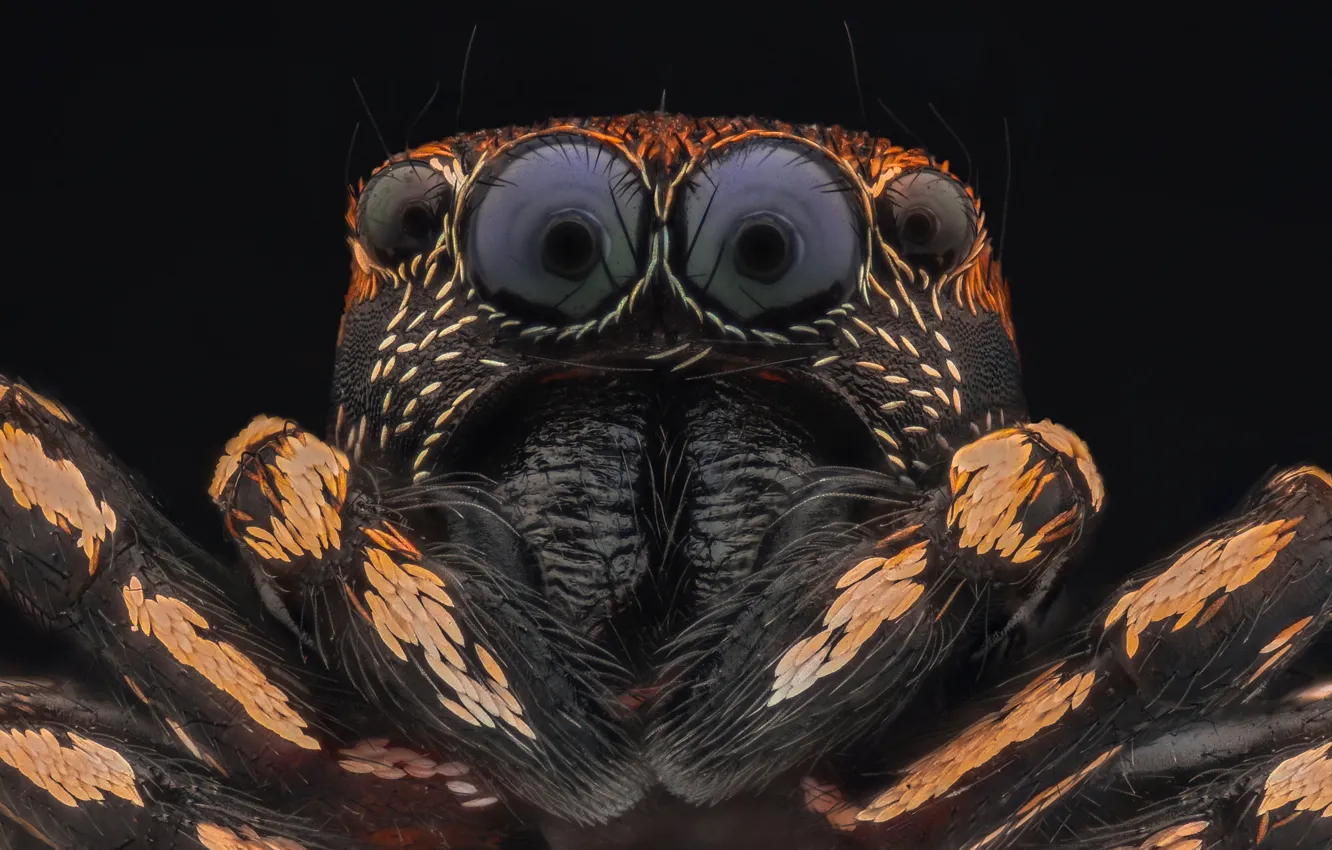 Photo wallpaper macro, eyes, spider