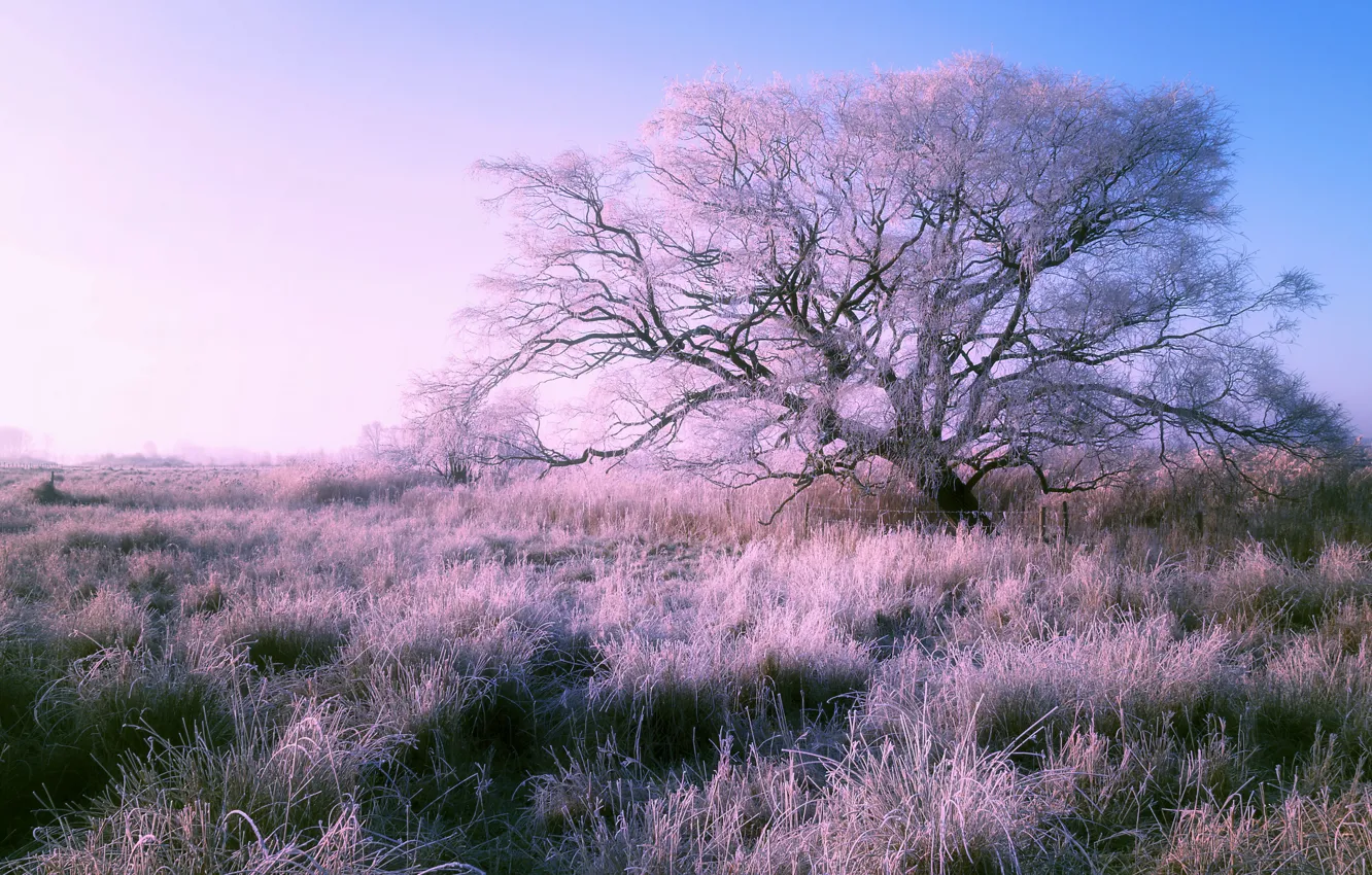 Photo wallpaper frost, field, nature, tree
