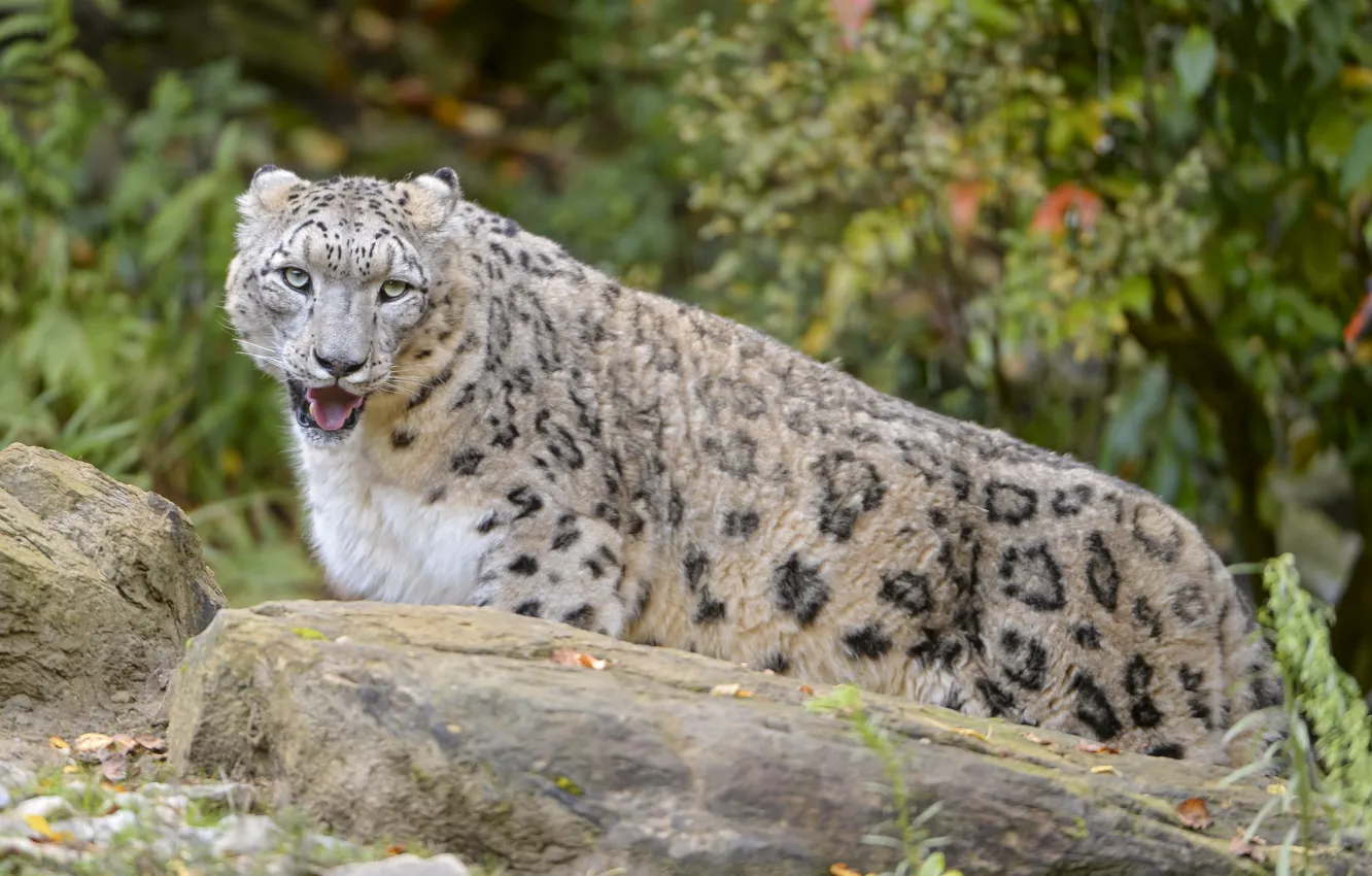 Photo wallpaper cat, IRBIS, snow leopard, ©Tambako The Jaguar, comneni