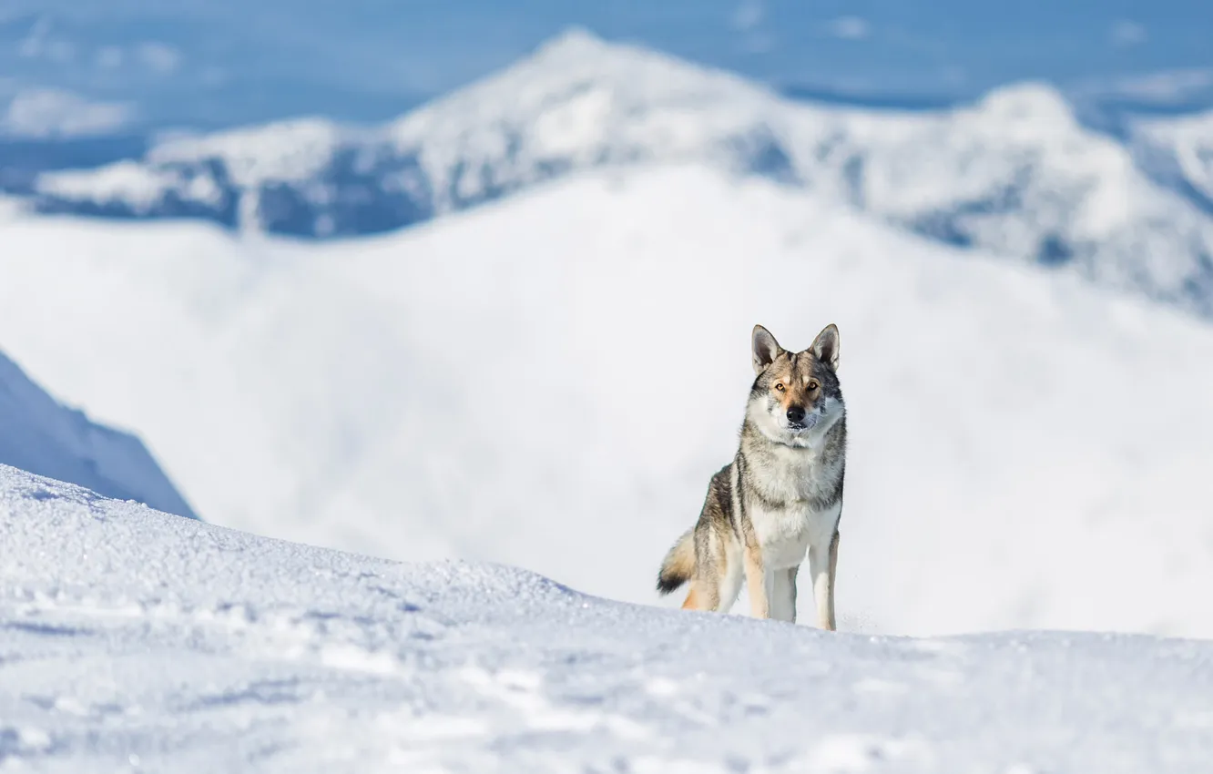 Photo wallpaper winter, look, face, snow, mountains, nature, pose, tops