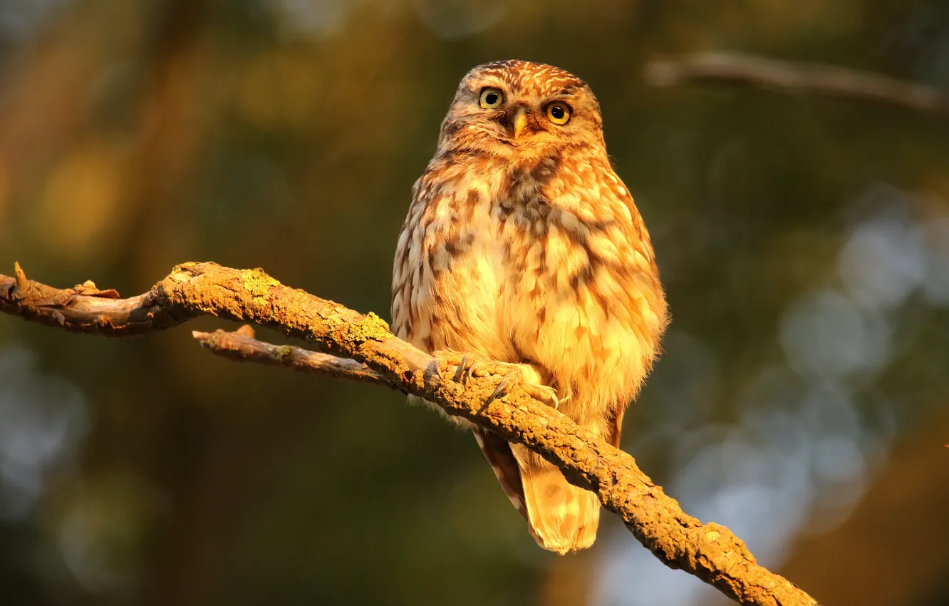 Photo wallpaper autumn, light, branches, nature, owl, bird, owl, sychik