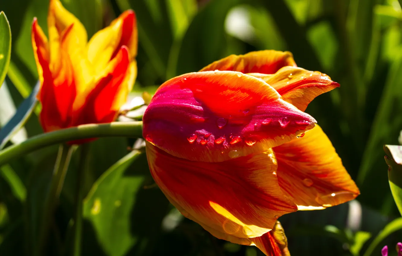Photo wallpaper drops, macro, light, flowers, orange, red, bright, spring