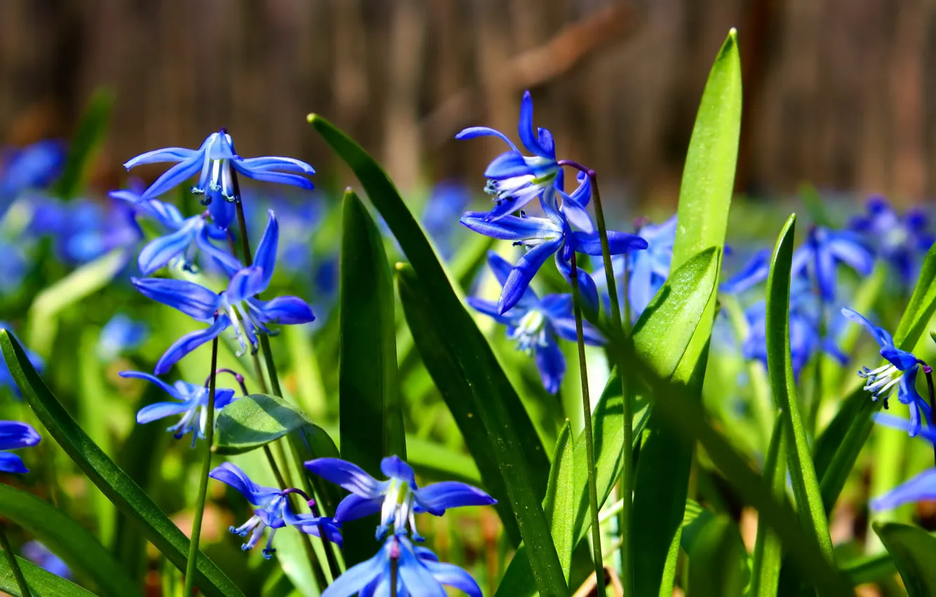 Photo wallpaper leaves, light, flowers, blue, glade, spring, Scilla