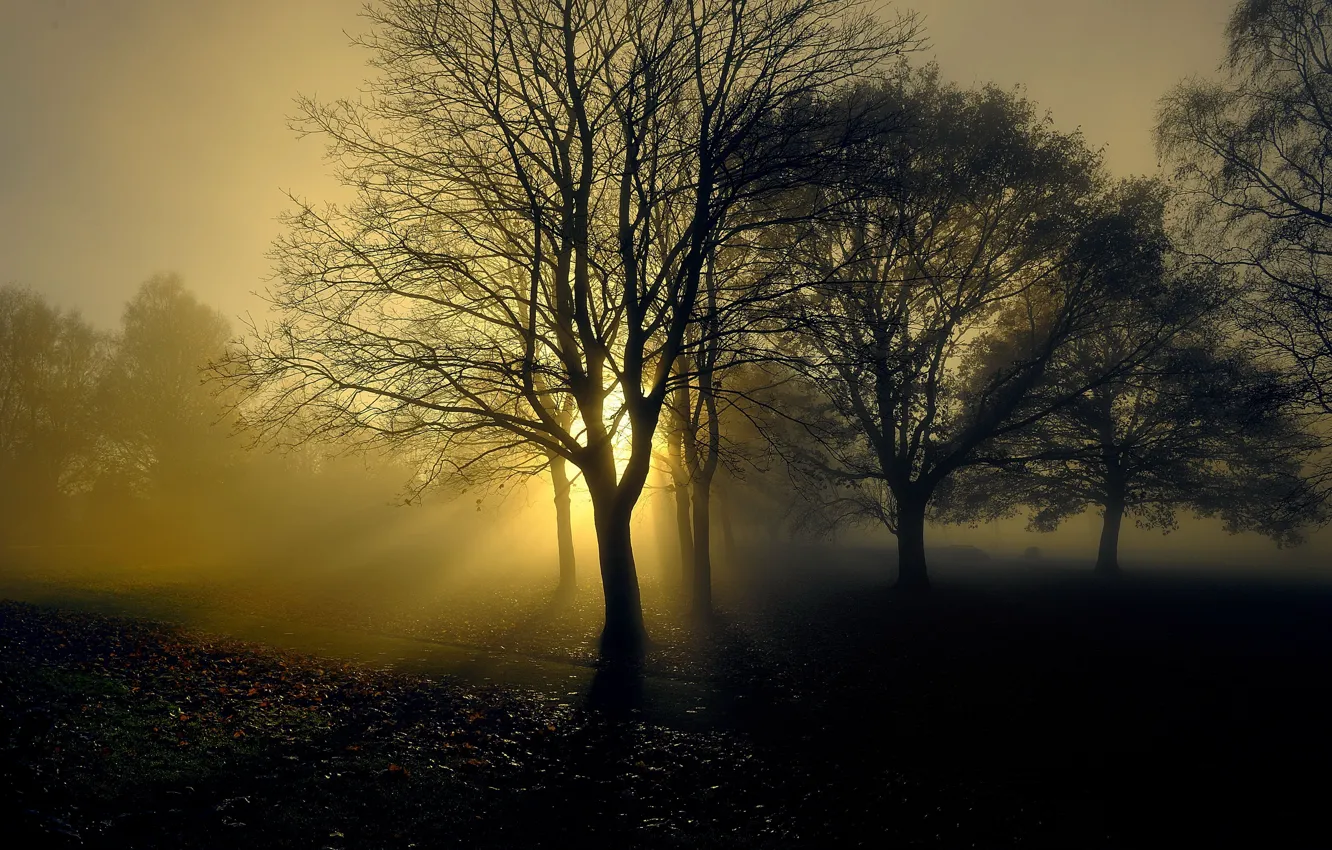 Photo wallpaper light, trees, fog
