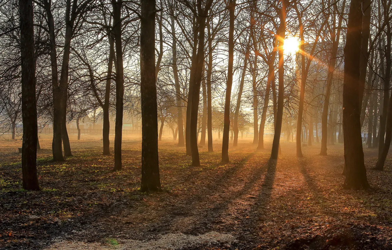 Photo wallpaper trees, fog, morning