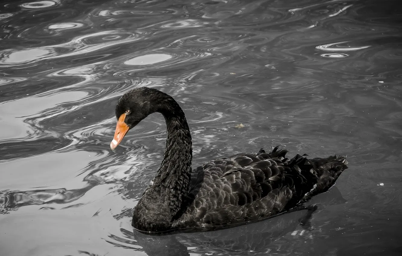 Photo wallpaper grace, pond, neck, black Swan