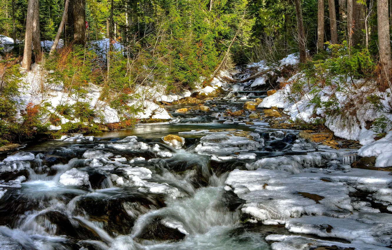 Photo wallpaper forest, snow, trees, river, stream, stones, stream, spring