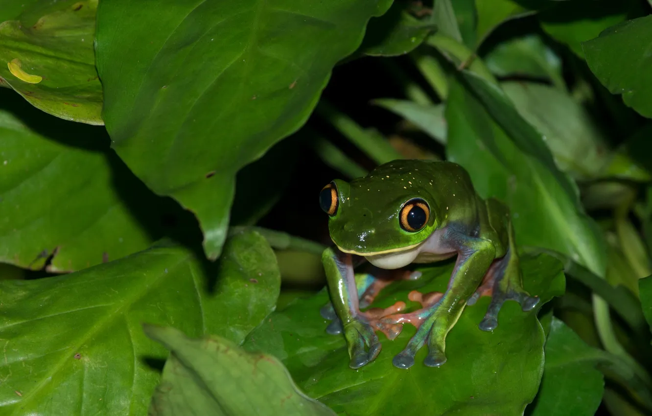 Photo wallpaper eyes, leaves, water, frog, amphibian