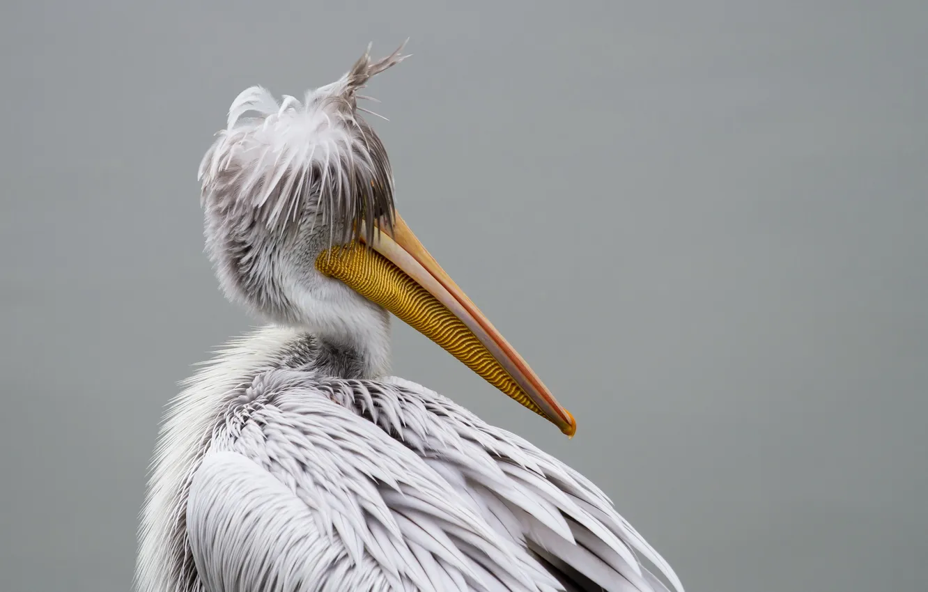 Photo wallpaper background, bird, pelican