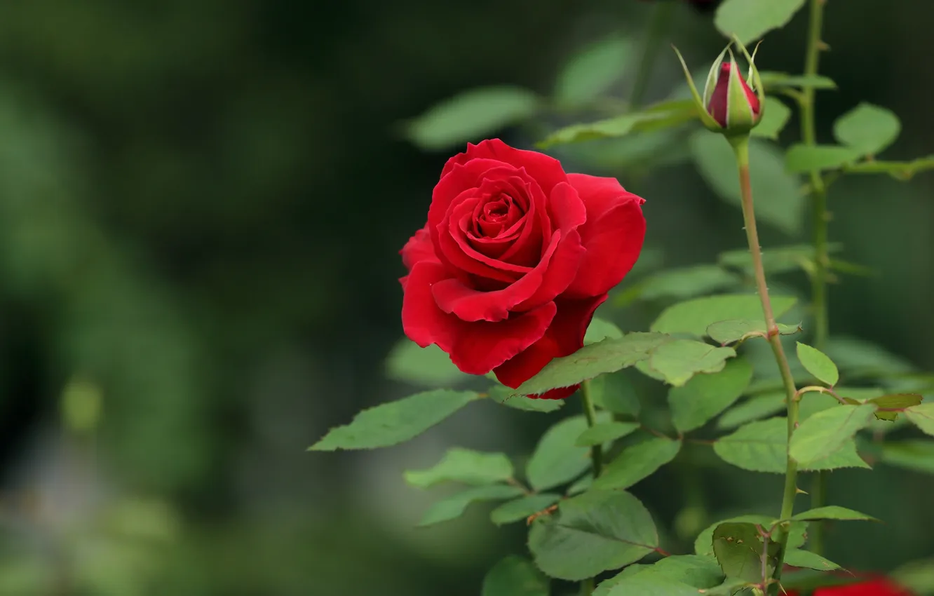 Photo wallpaper leaves, roses, buds