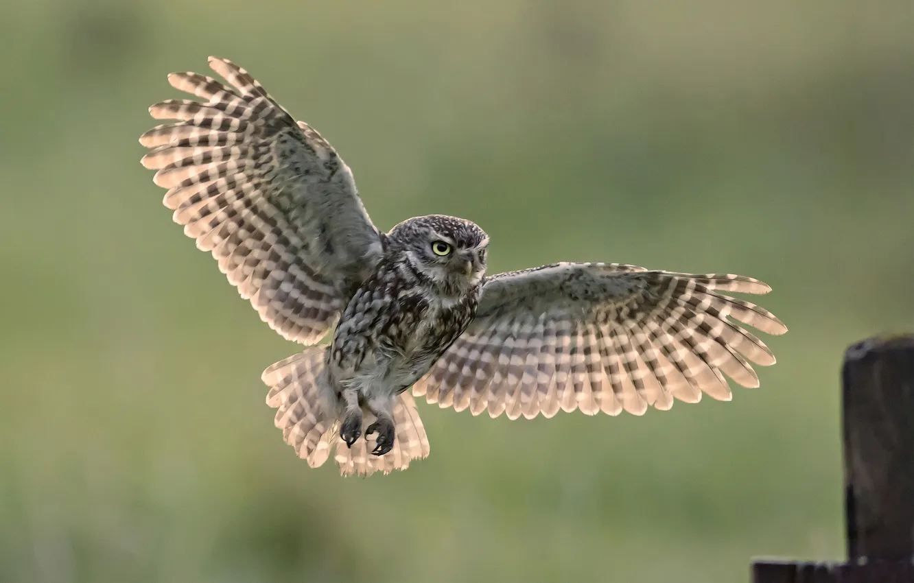 Photo wallpaper owl, bird, the fence, wings, landing