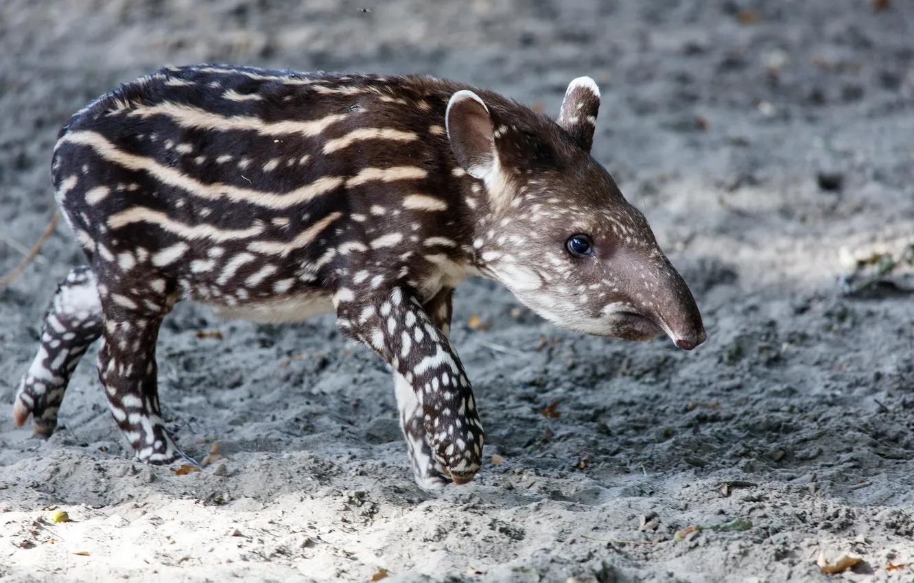Photo wallpaper nature, background, Tapir