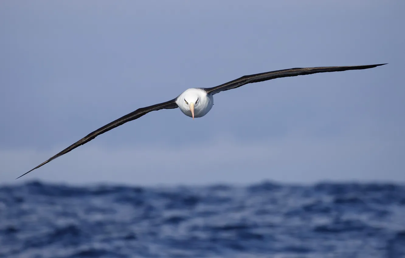 Photo wallpaper sea, bird, flight, Campbell's Albatross, Thalassarche impavida