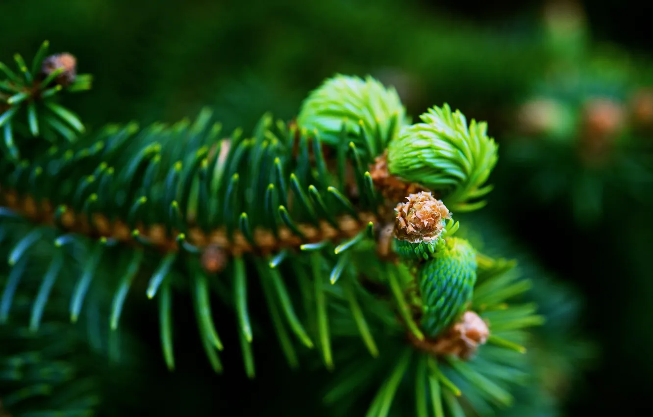 Photo wallpaper macro, table, spruce branch, Wallpapers, green needles