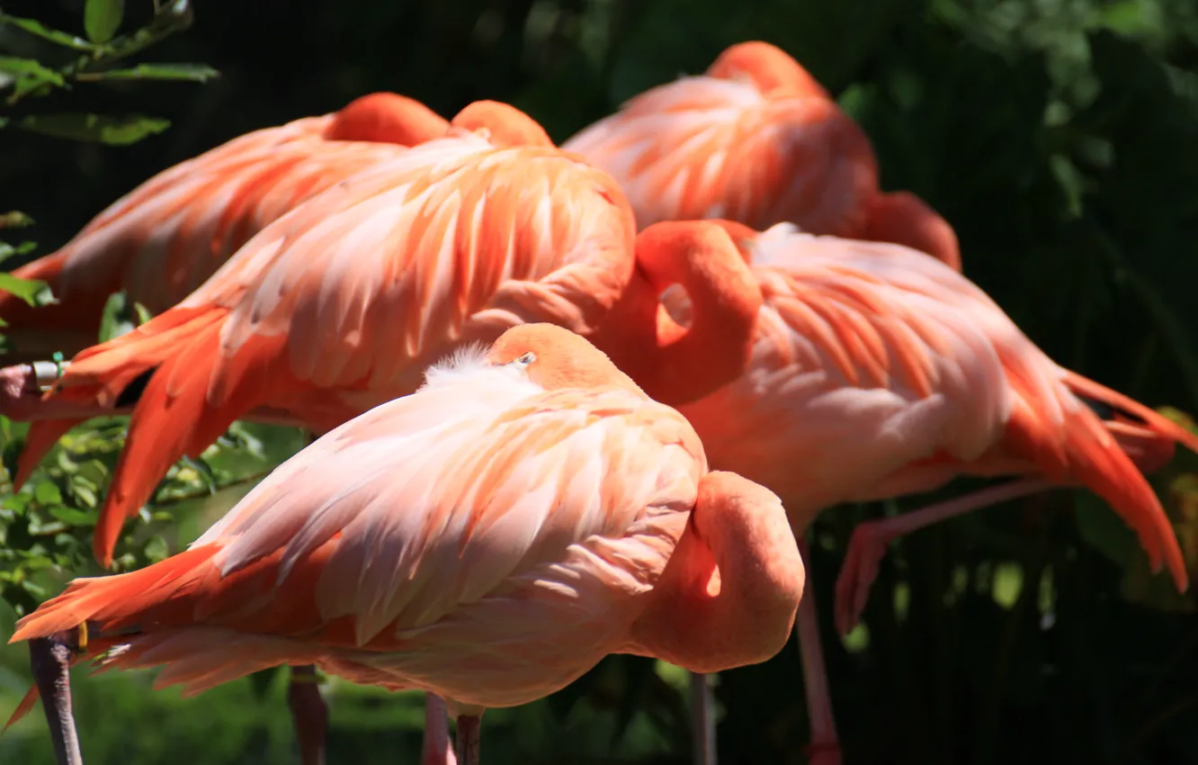 Photo wallpaper birds, feathers, pink, Flamingo