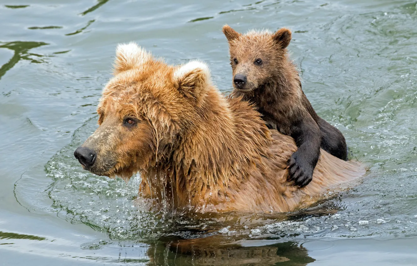 Photo wallpaper water, bears, bathing, bear, bear, Grizzly