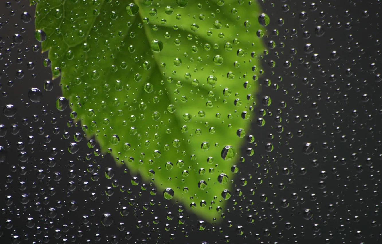 Photo wallpaper glass, drops, rain, leaf, window, casting