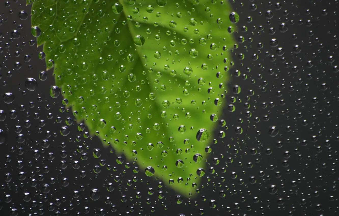 Photo wallpaper glass, rain, drop, window, sheets, glass, casting