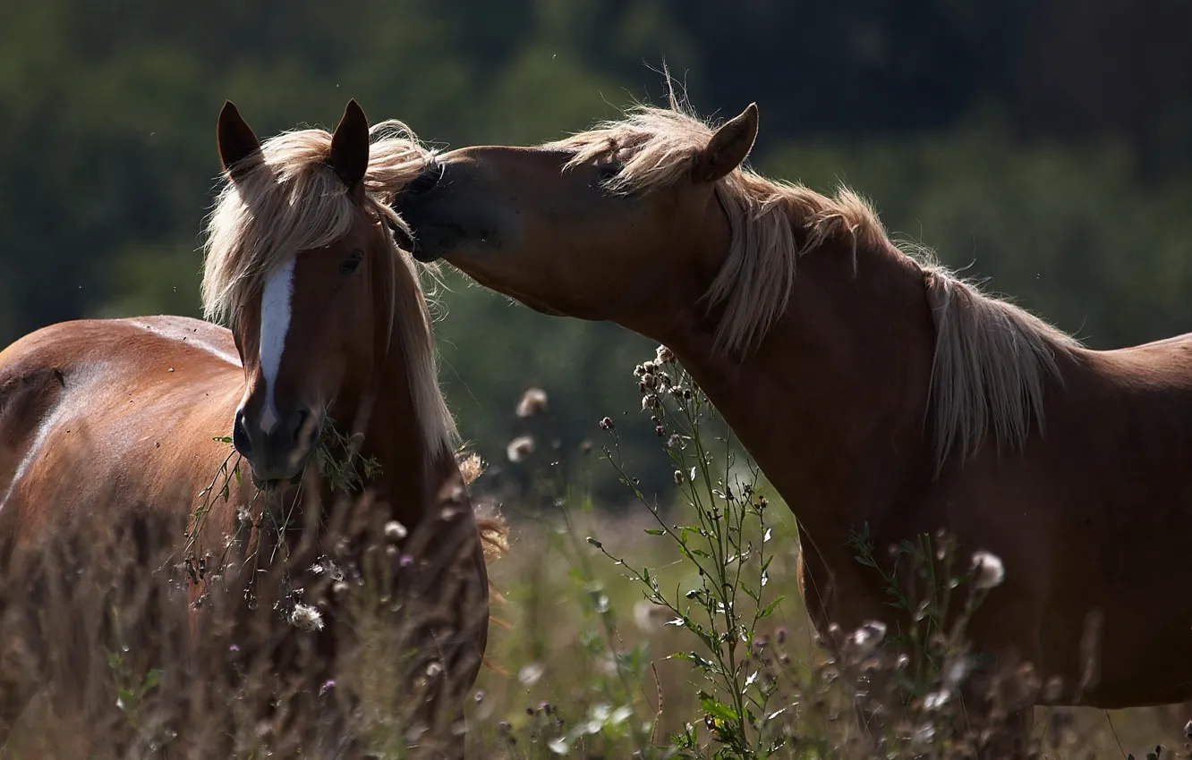 Photo wallpaper summer, grass, horse