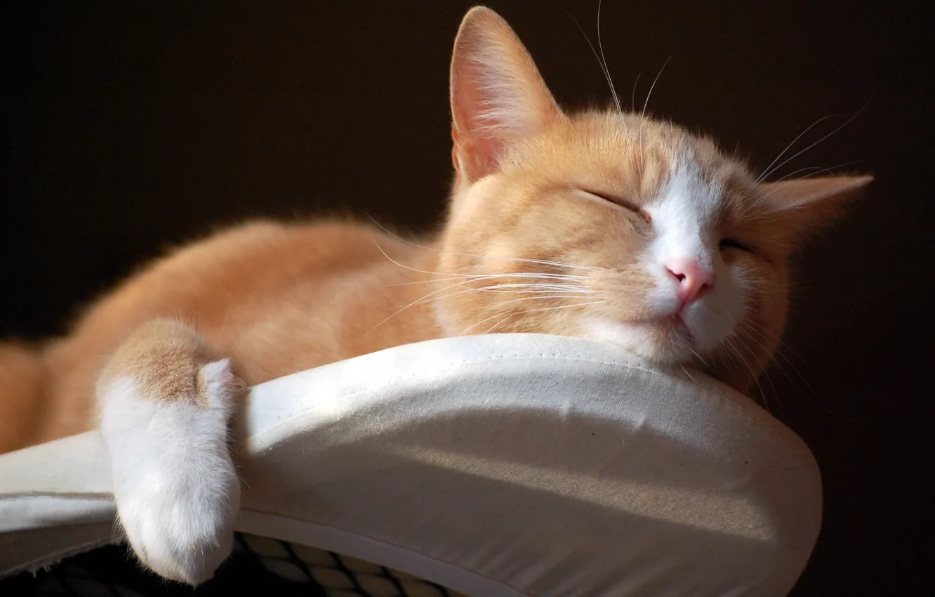 Photo wallpaper cat, comfort, house