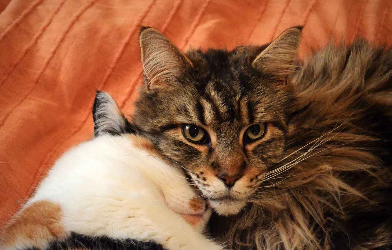 Photo wallpaper cat, cat, look, pose, face