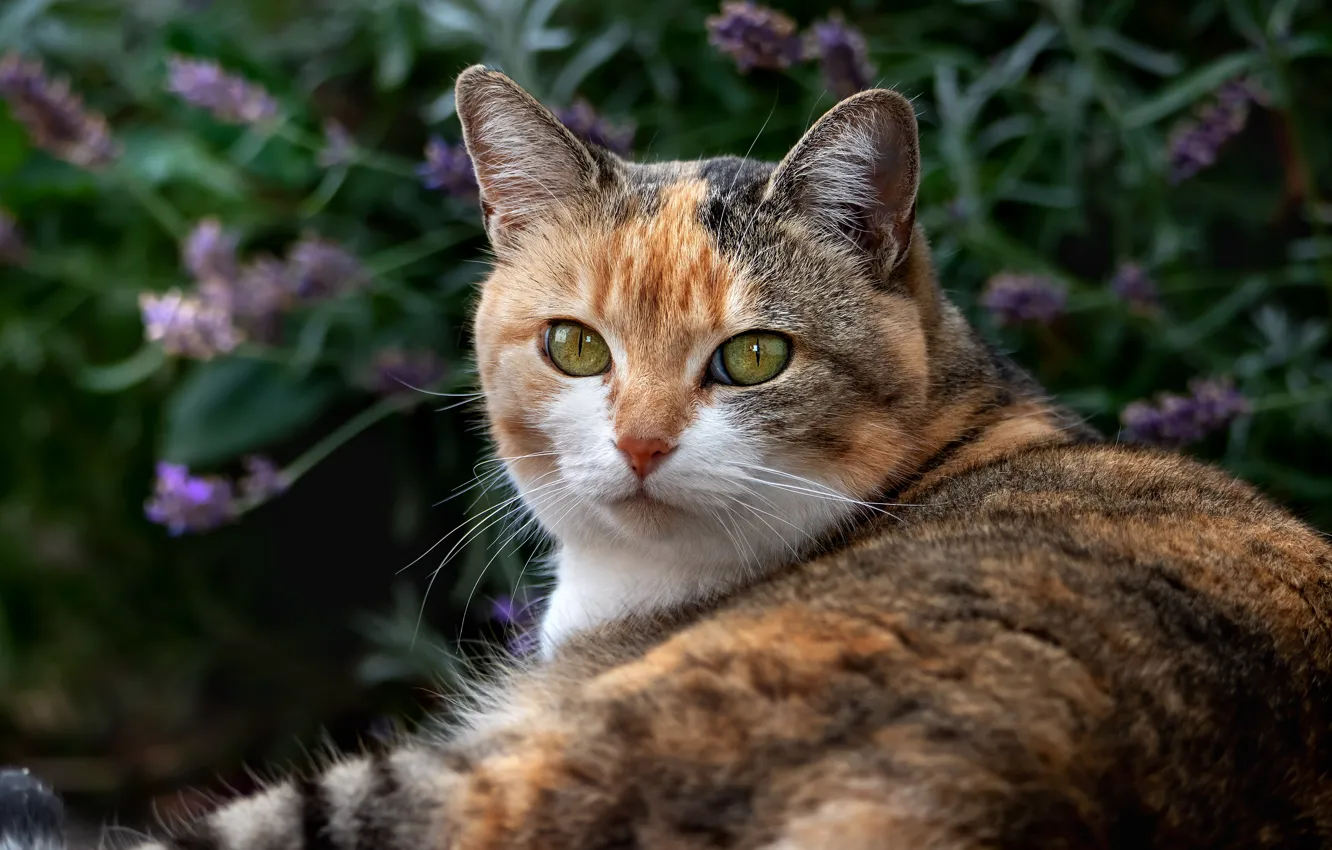 Photo wallpaper cat, look, pose, background, portrait, garden, lies, motley
