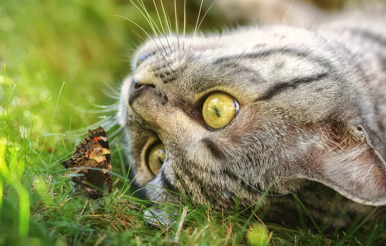 Photo wallpaper cat, grass, eyes, cat, look, face, nature, grey