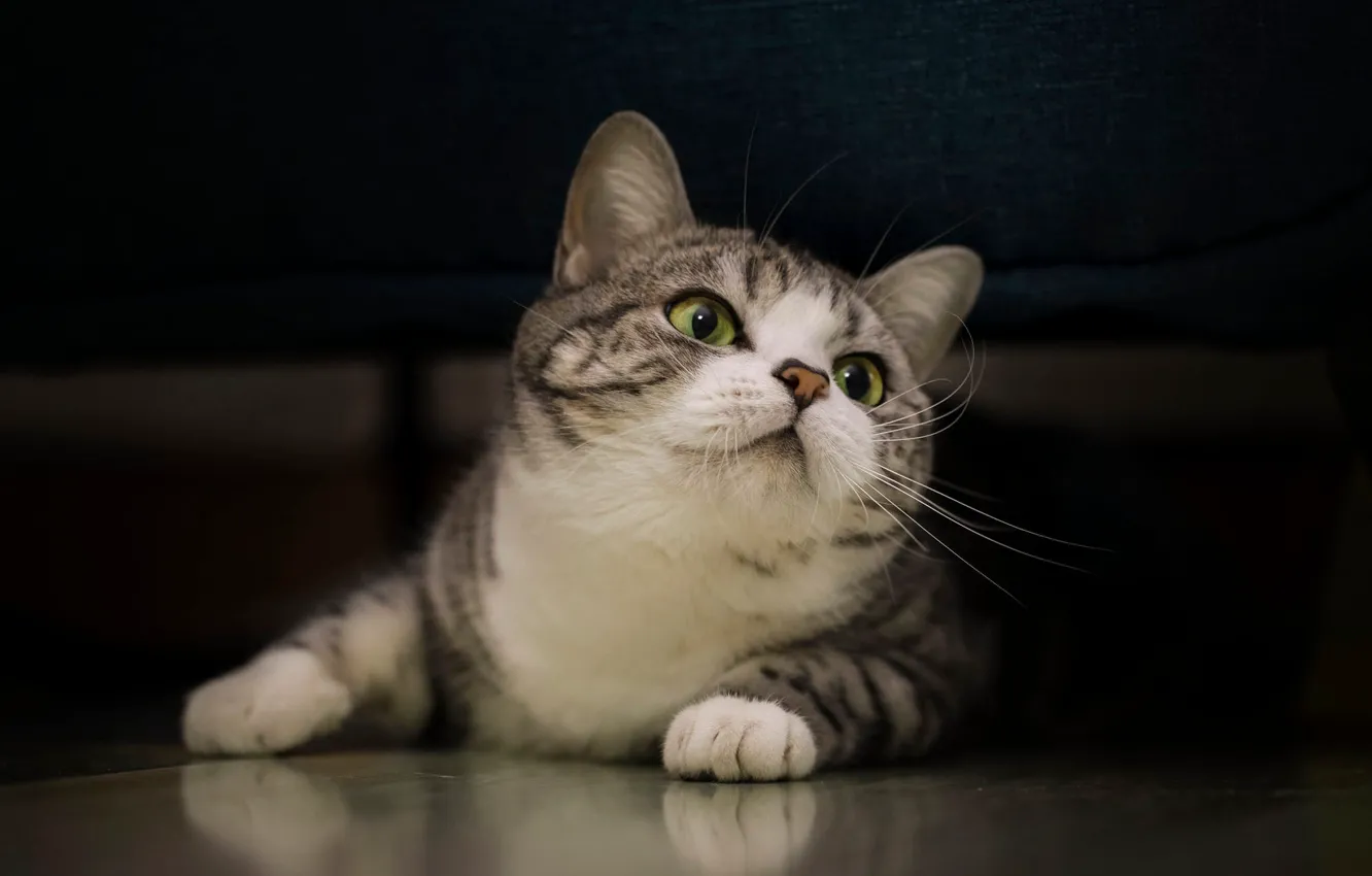 Photo wallpaper cat, cat, look, pose, the dark background, portrait, legs, lies