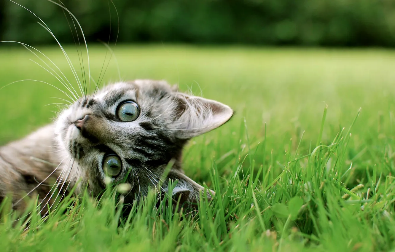 Photo wallpaper cat, grass, cat, Milota