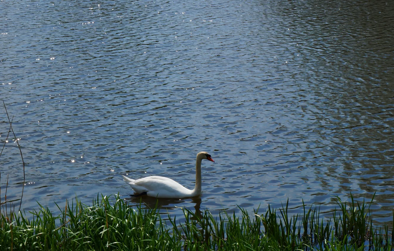 Photo wallpaper white, swan, bird, water, lake