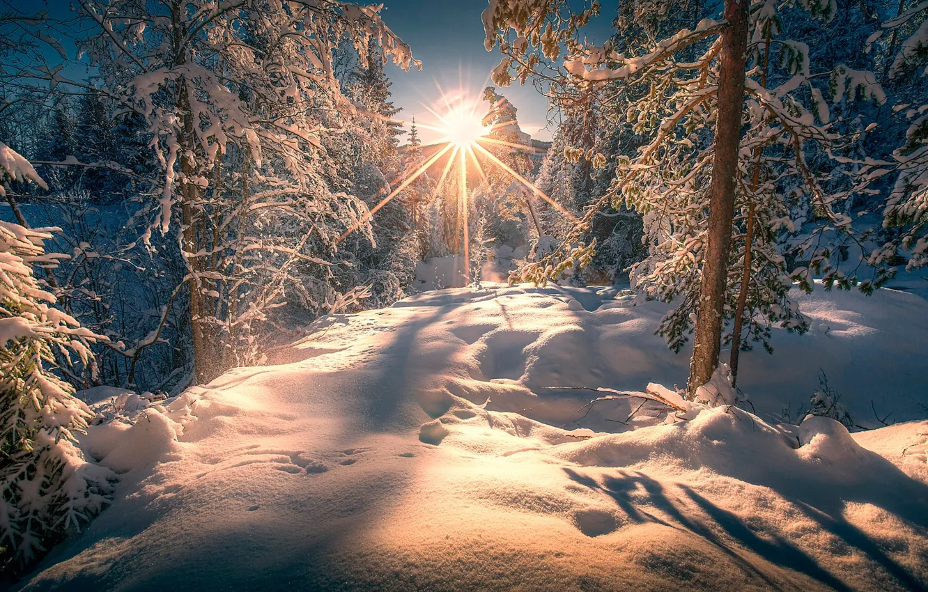Photo wallpaper winter, forest, the sun, rays, snow, trees, the snow