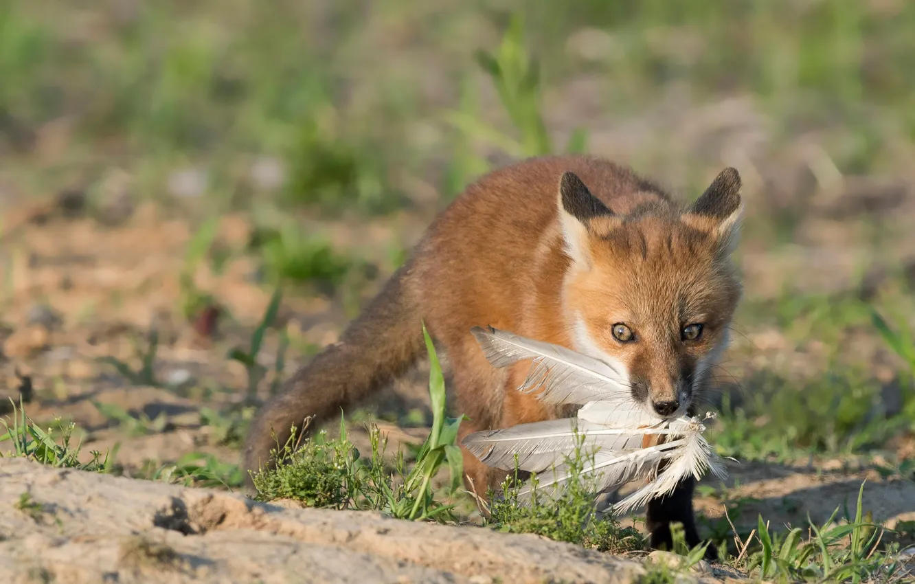 Photo wallpaper nature, feathers, Fox, mining, Fox