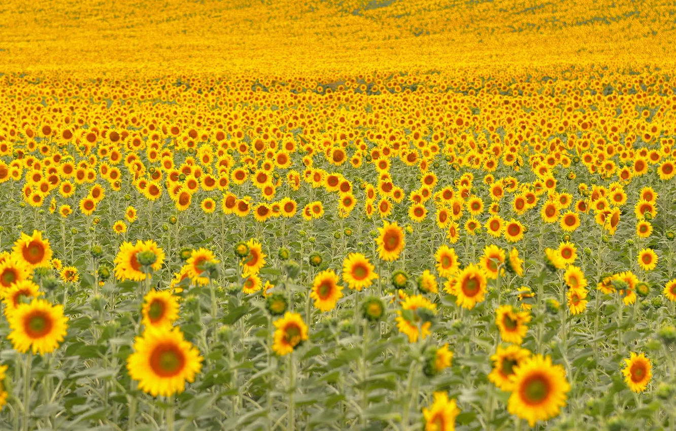 Photo wallpaper field, sunflowers, nature