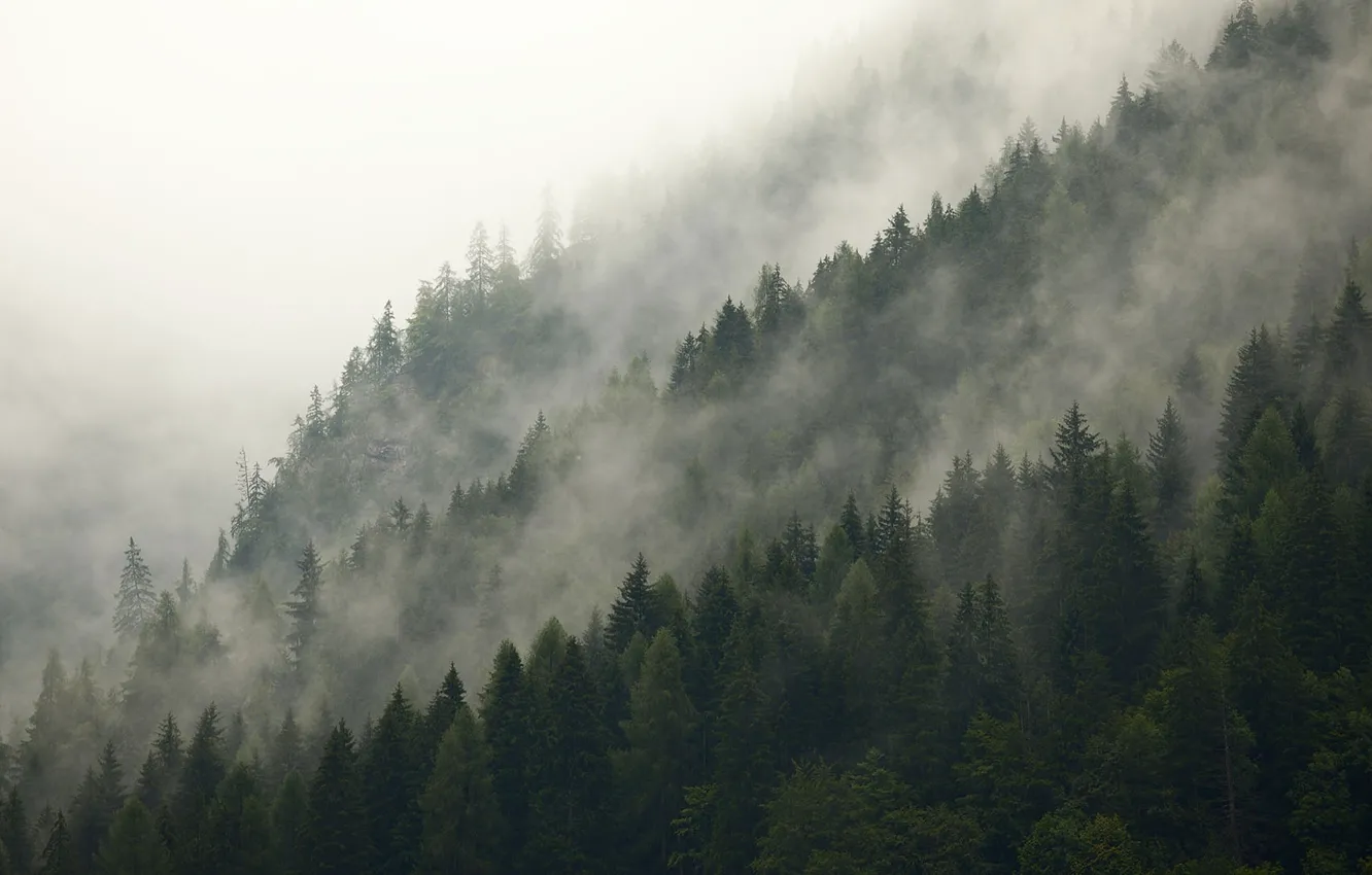 Photo wallpaper forest, the sky, trees, nature, fog