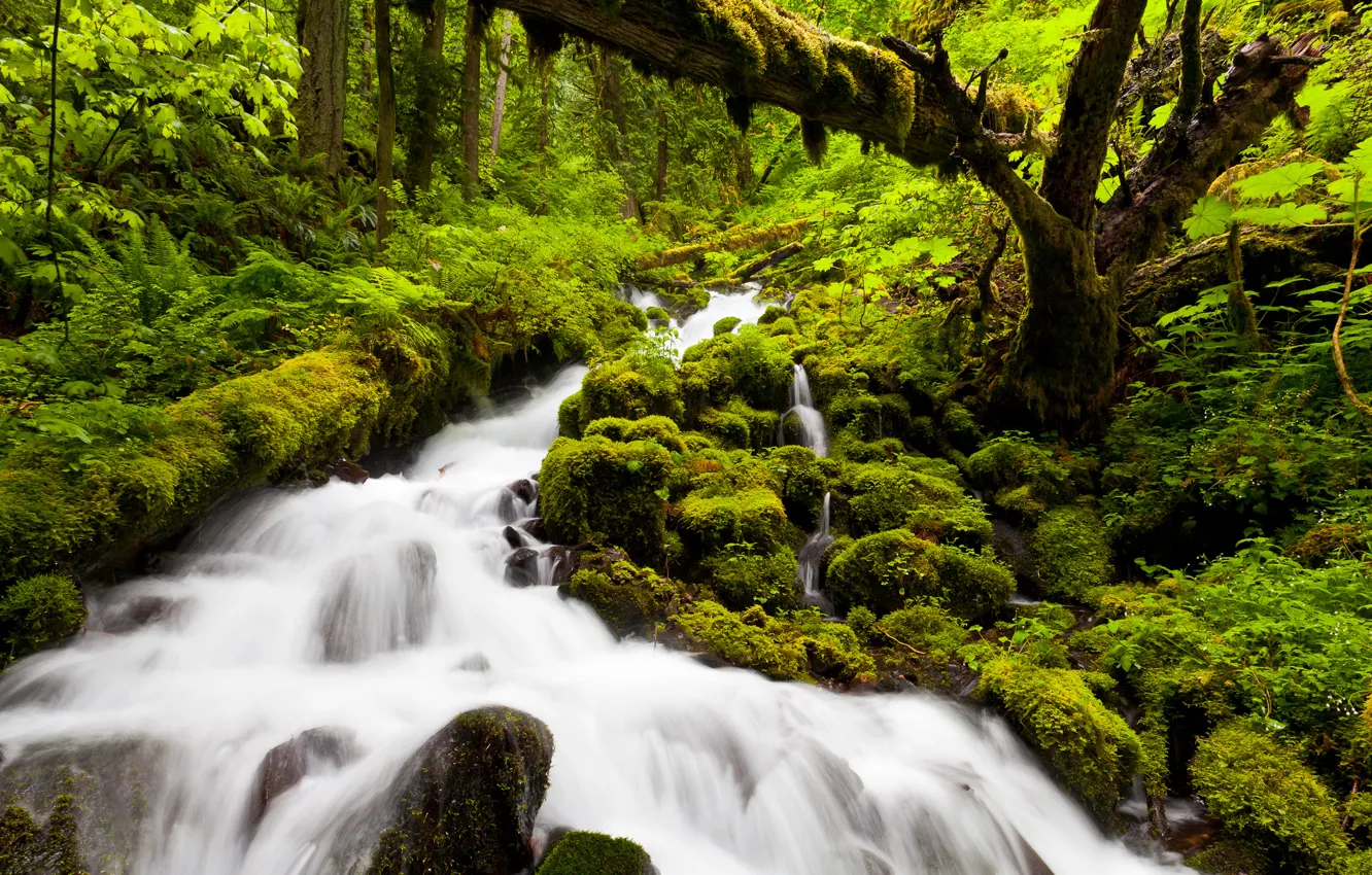 Photo wallpaper forest, nature, river, waterfall