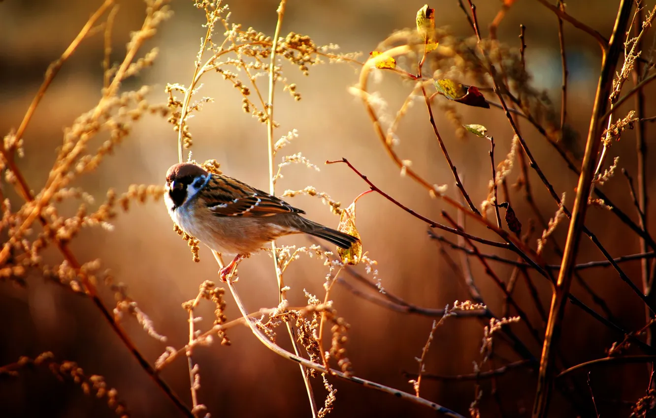 Photo wallpaper macro, branches, bird, Sparrow