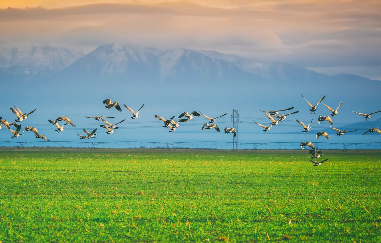 Photo wallpaper greens, field, grass, clouds, flight, mountains, fog, bird