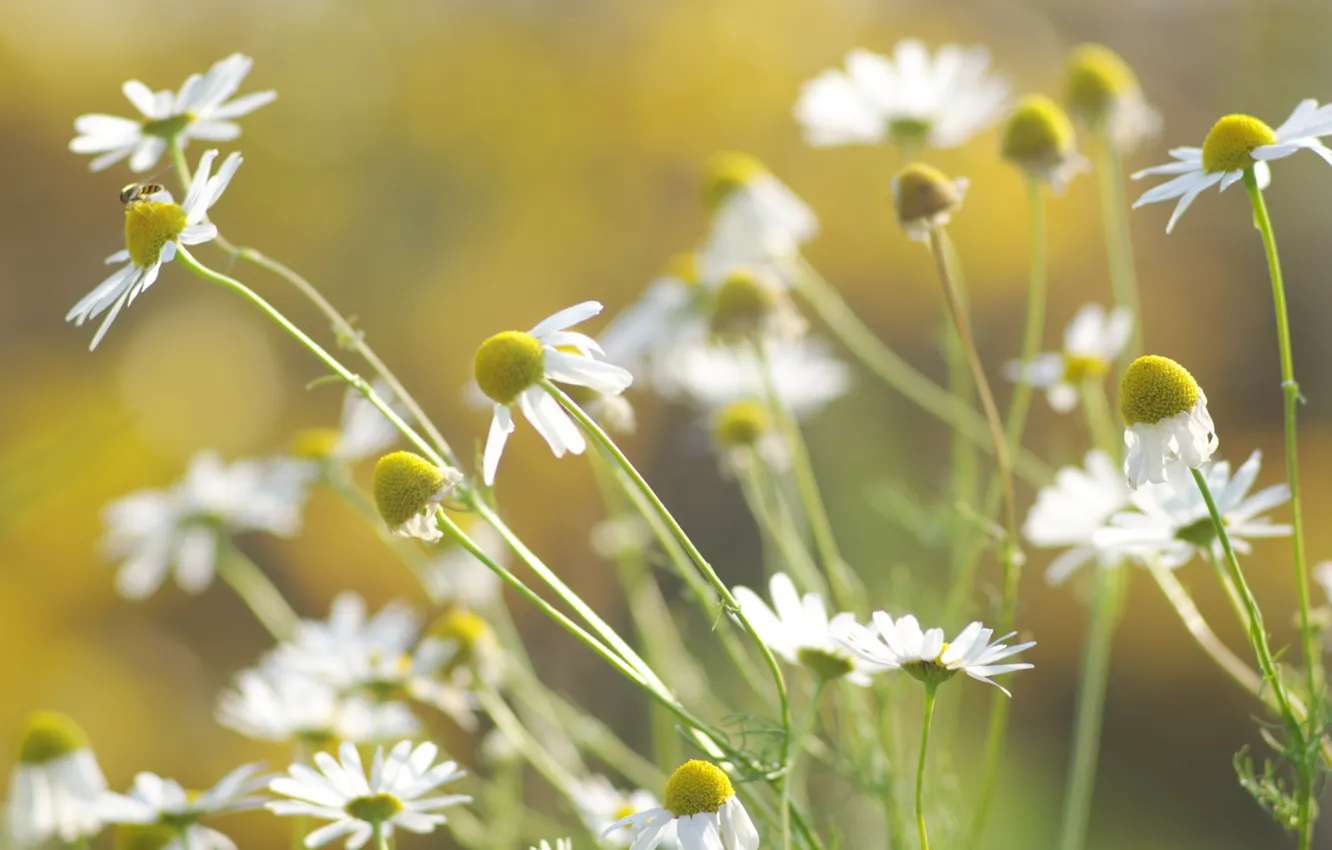 Photo wallpaper greens, summer, grass, the sun, light, flowers, nature, heat