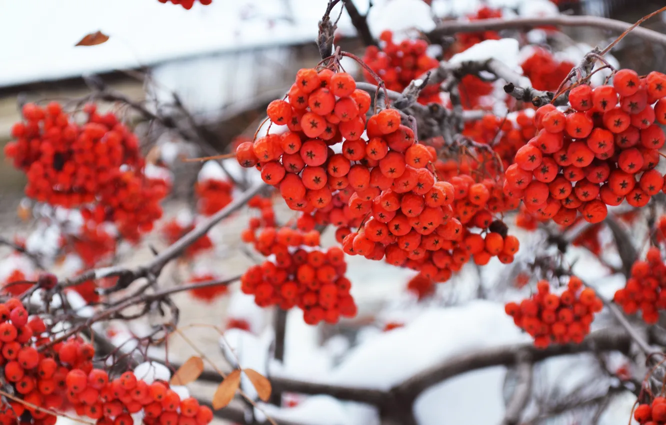 Photo wallpaper winter, snow, trees, berries, tree, Rowan