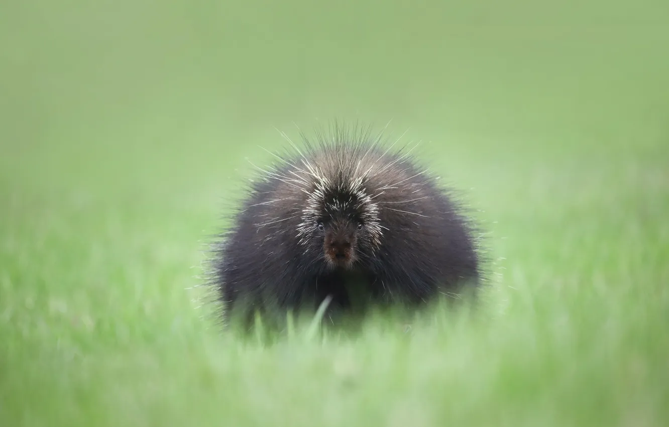 Photo wallpaper grass, look, face, background, glade, cub, porcupine