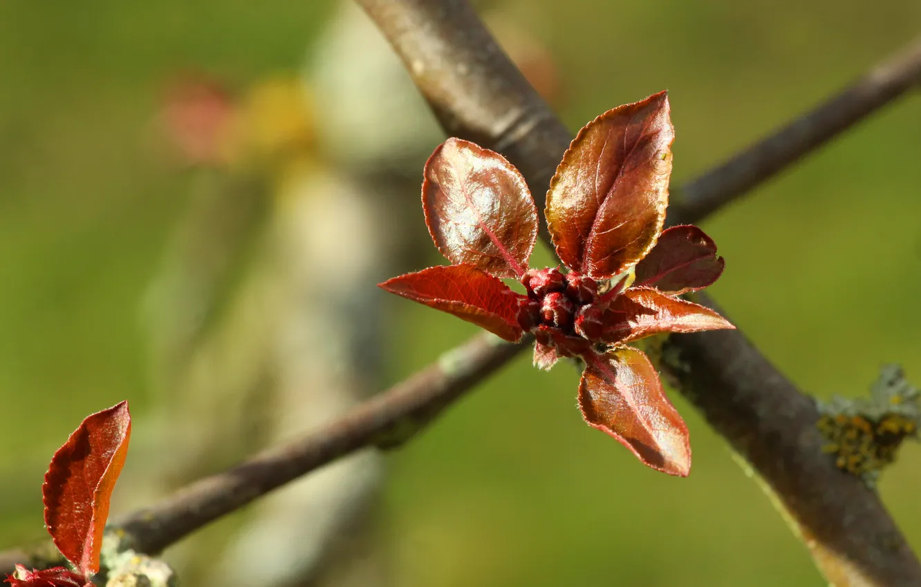 Photo wallpaper spring, plant, twig
