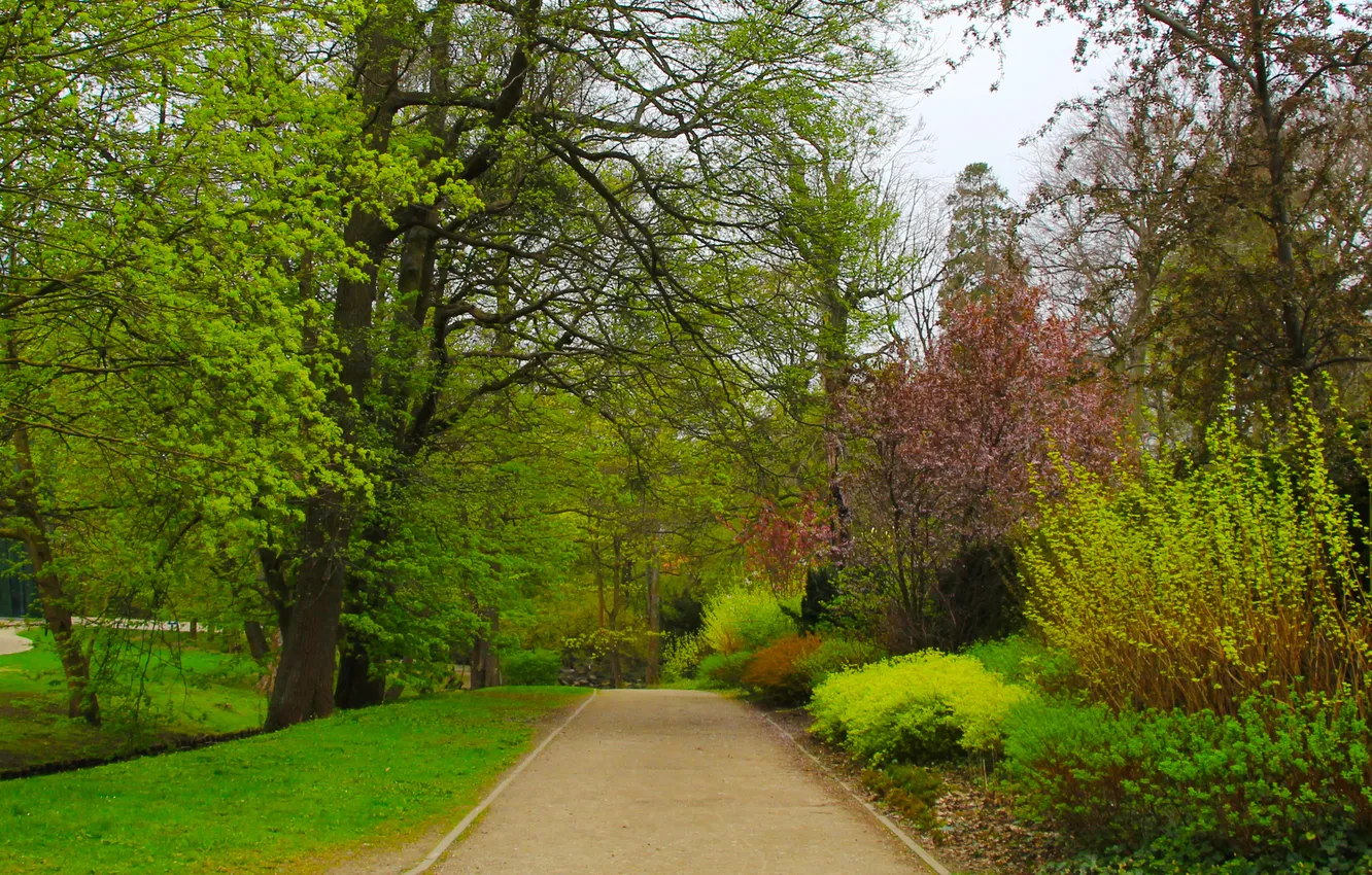 Photo wallpaper park, tree, spring, plants, alley