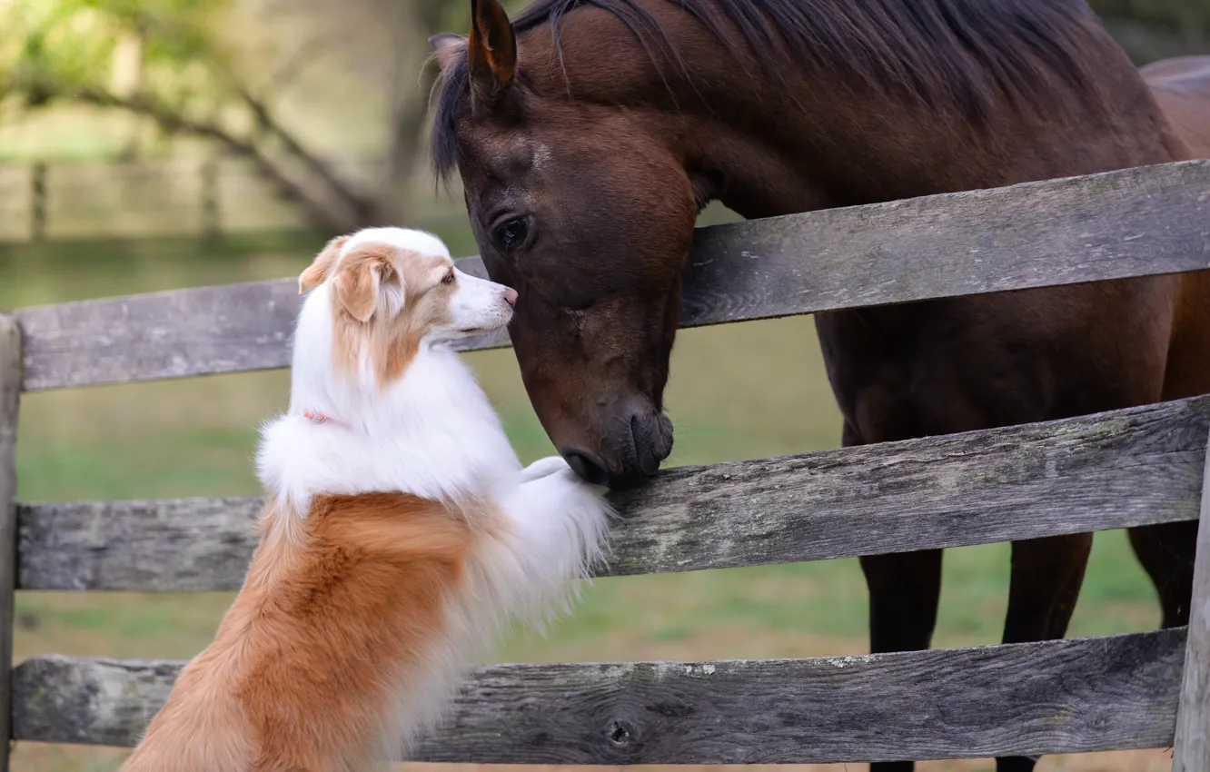 Photo wallpaper horse, horse, the fence, dog, friendship, friends, Australian shepherd, Aussie