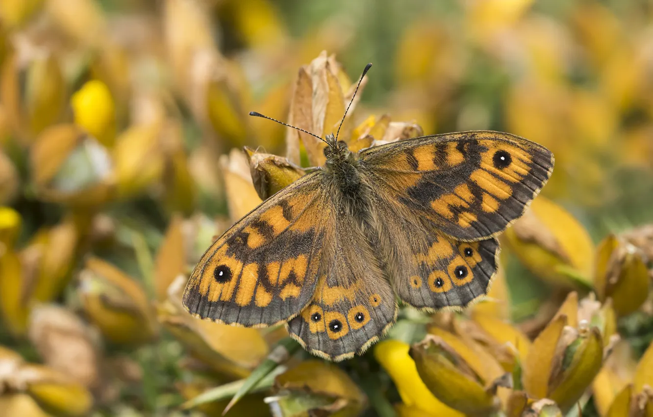 Photo wallpaper nature, butterfly, brown