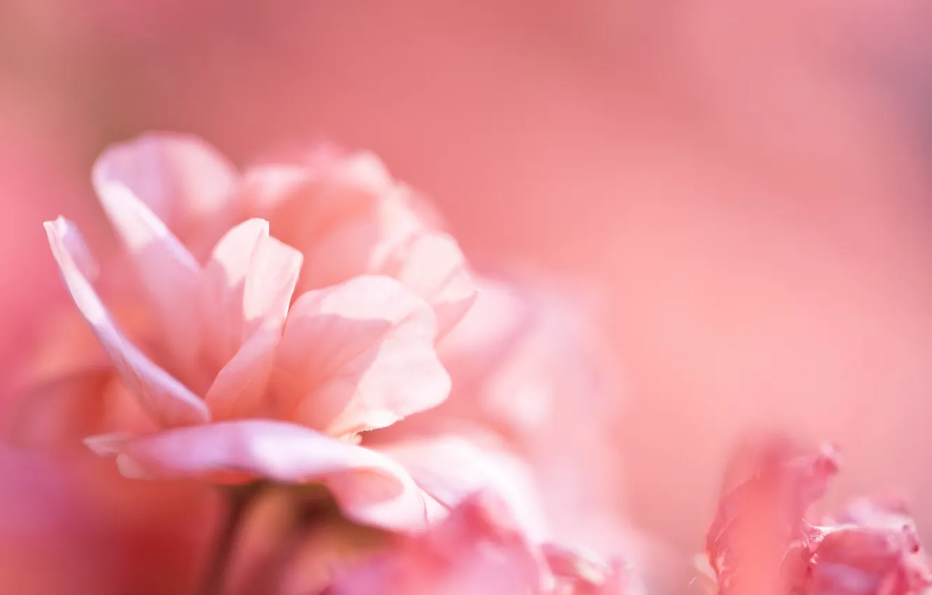 Photo wallpaper macro, flowers, background