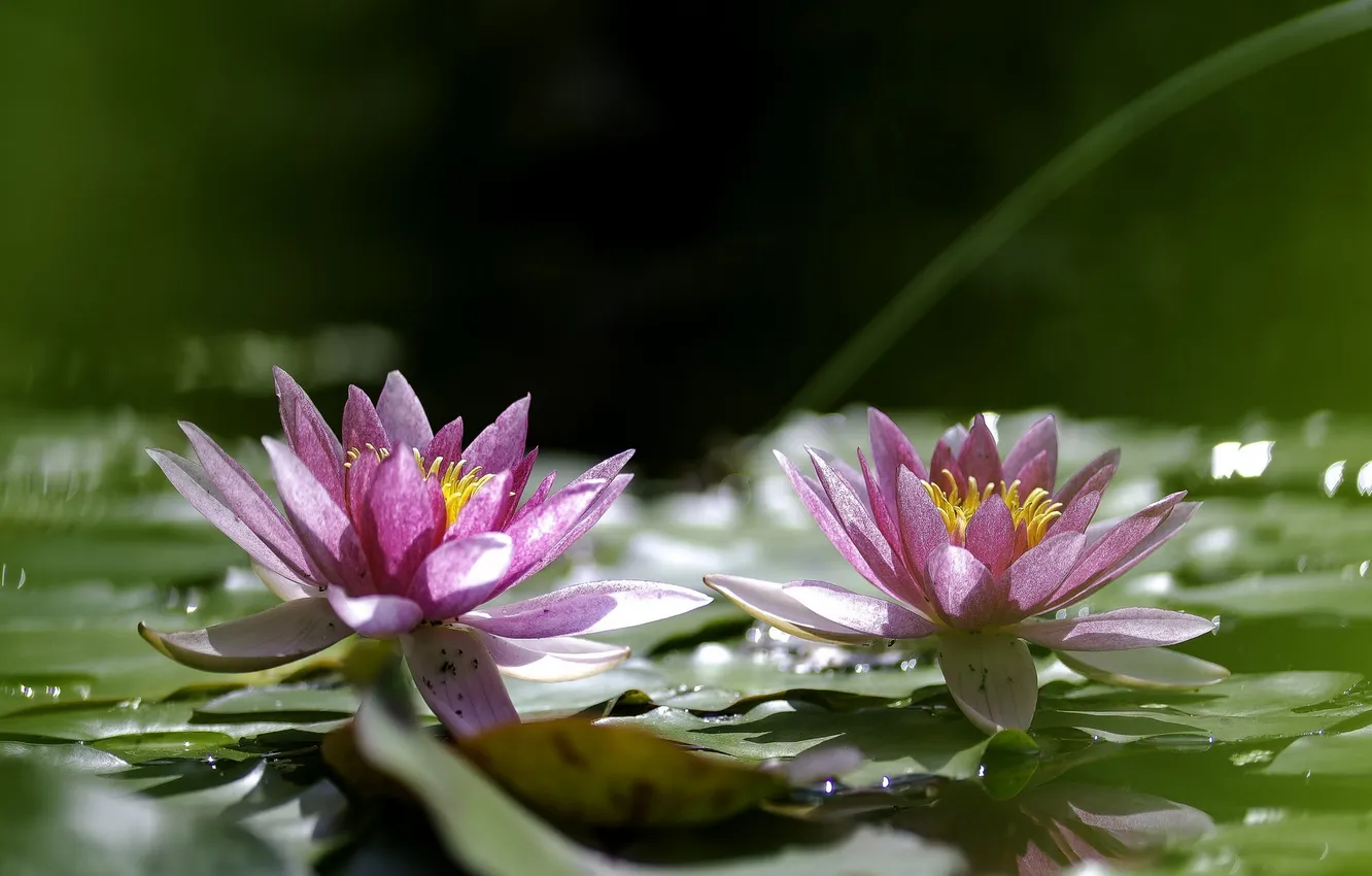 Photo wallpaper water, flowers, leaves, lily
