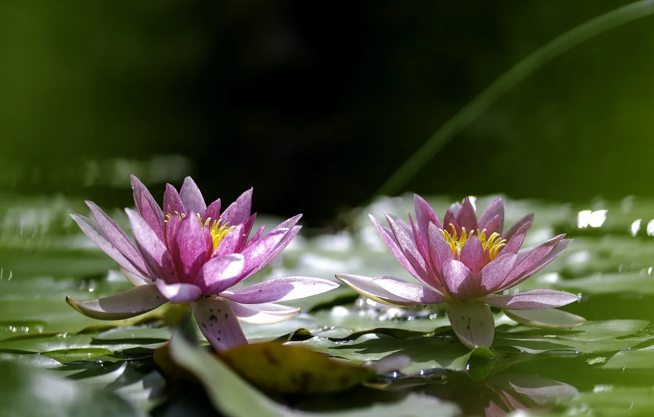 Photo wallpaper water, flowers, leaves, Lily