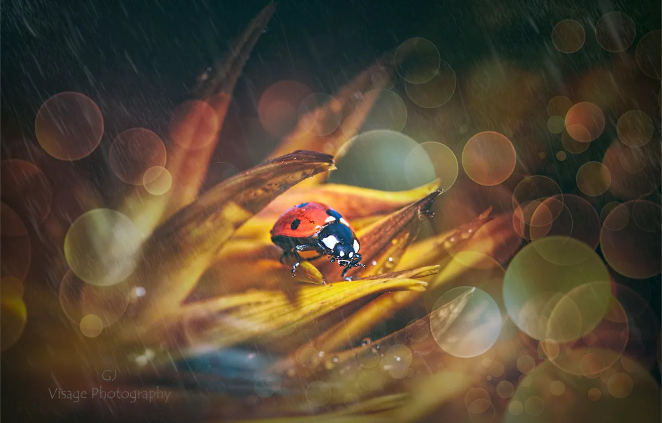 Photo wallpaper flower, nature, rain, ladybug, bokeh, by GJ-Vernon
